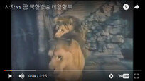 [정치의 속살]손혜원 의원, ‘곰과 호랑이가 싸우는 동영상’ 게시 논란