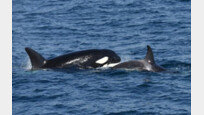 [500자 경제]우리 바다에도 ‘윌리’ 살지도…범고래 母子 동해서 발견