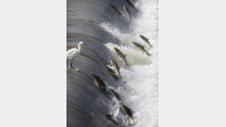 [포토 에세이] 산란기 맞은 형산강 황어떼