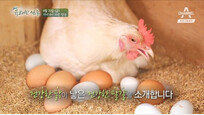 [Da clip]착한 농부가 만든 착한 달걀을 찾아서