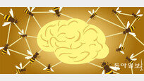 [김재호의 과학에세이]꿀벌들의 집단지성, 인간의 뇌를 닮다