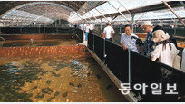 “육상 수조서 광어 양식… 韓 수산업 신기”