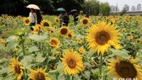 [퇴근길 한 컷] ‘만개한 노란 해바라기’ 꽃길 지나는 시민들