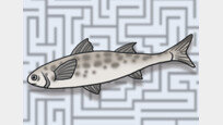 미로의 세계, 물고기 이름[김창일의 갯마을 탐구]〈52〉