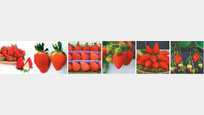 [오늘의 먹거리]겨울에 가장 맛있는 ‘딸기’… 비타민C-폴리페놀 등 항산화 물질 풍부