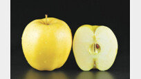 500종의 사과로 만나는 프랑스의 가을[정기범의 본 아페티]