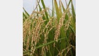 남아도는 쌀… “농가에 다른 작물 재배 지원해 공급과잉 해소를”[인사이드&인사이트]