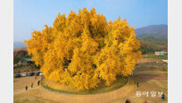 ‘가을의 전설’… 황금빛 단풍 잎비를 내리는 천년고목 은행나무  [전승훈 기자의 아트로드]