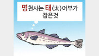 ‘조선의 물고기’ 명태 유래담[김창일의 갯마을 탐구]〈90〉