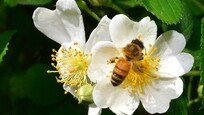 사라진 꿀벌 다시 보려면…여의도 1000배 규모 꽃밭 필요[위기의 푸른 점]
