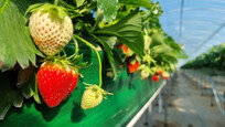 큼직한 딸기에 과즙이 팡팡  “콜드체인 도입해 수출망 확대해야”