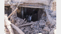 모로코 지진 현장서 “내가 ‘생명줄’”…구호 돕는 당나귀