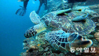 [바람개비]발리카삭섬의 바다거북