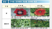 “사진 속 이 꽃 보이면 112 신고”…경찰, 양귀비·대마 집중단속