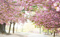 벚꽃의 계절... 한국, 아시아 인기 '봄 여행지' 2위 올라