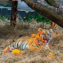 [영상] 서울대공원 새끼 호랑이 ‘설호’ 첫 데뷔