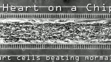 인간 심장세포 넣은 바이오칩 개발