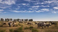 동물보호 NGO, ‘여의도 27배’ 남아공 코뿔소 농장 인수