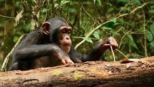 침팬지도 살기 위해 ‘평생 학습’