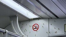 “정체불명 벌레 가득”…이른 더위에 지하철 뒤덮은 ‘팅커벨’