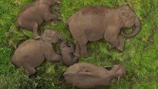 아기 코끼리 주위로 둥글게 모여 자는 코끼리들 ‘화제’