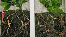 소백산서 “심봤다”…100여년 된 산삼 4뿌리, 총 가격은?