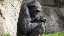 “죽은 새끼 차마 못놔”…3개월 안고 다니는 어미 침팬지에 ‘울컥’