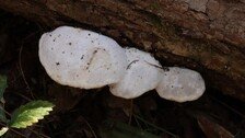 “헬스인들이 기다렸다”…韓 연구진, 근손실 막는 버섯 찾았다