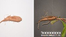 “더덕 아니였어?”…무모한 식탐 부리다간 응급실 갑니다