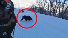 “갑자기 눈 마주쳤다”…日스키장에도 나타난 곰, 스노보더 쫓아가