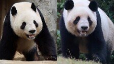 日 53년만에 ‘판다 없는 나라’로…중일 갈등속 내달 2마리 반환