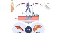 “노화로 생긴 지방간, 운동으로 개선할 수 있어”