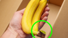“바나나는 꼭지부터 자르자”…일주일 보존 기적 [알쓸톡]