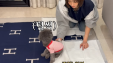 에르메스 담요를 강아지 깔개로…고준희 “담요 더러워 미안”