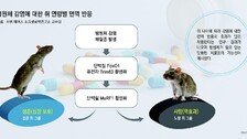 젊은 쥐 살린 면역, 늙은 쥐엔 역효과… “나이별 치료제 시대 온다”