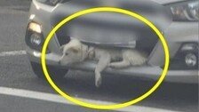 [단독]차 범퍼에 낀 강아지, 학대? 사고?…사건의 진실은