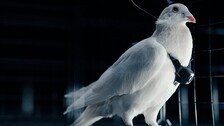비둘기 뇌에 칩 심어 ‘드론화’…러 과학자들 기술 개발