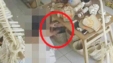 “푸껫서 고가 수영복 훔친 韓여성” CCTV에 딱 걸렸다