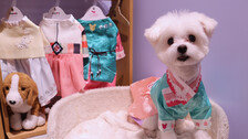 강아지도 설에 한복 입고 떡국 먹고… 펫 소비시장 고급화 가속