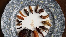 된장찌개에 곤충가루 ‘톡톡’…곤충식을 아시나요[이설의 한입 스토리]