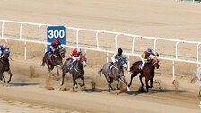 300m 남기고 선두 치고 나가… 라온포레스트 ‘노장은 살아있다’
