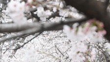 온난화로 빨라진 봄…서울 개화일 20년새 2주 빨라져