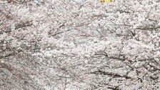 ‘일찍 온 봄’… 서울 봄꽃 개화 20년새 2주 빨라져