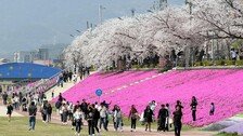 정읍-고창-순창… ‘벚꽃 도파민’ 터진다