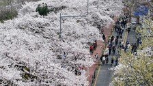 벌써 벚꽃 엔딩? 내일 낮까지 전국 비…제주 호우특보 가능성