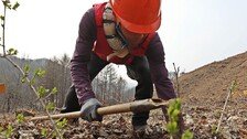 [사설]산불에 취약한 우리 숲, 수종 다양화로 저항력 키워야
