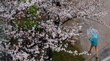 내일 전국에 봄비…오후부터 차차 그친후 기온 떨어져