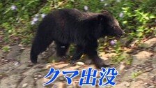 “공무원이 곰 잡는다”…곰 피해 급증한 日 ‘거버먼트 헌터’ 투입