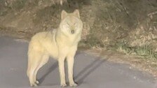 늑구는 멀쩡했다…3∼4m 거뜬히 점프, 마취총 못 맞춰