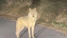 ‘10일간 세상 구경’ 늑구 돌아왔다…“건강 이상 없어”